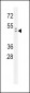Rad9 Antibody (S387)